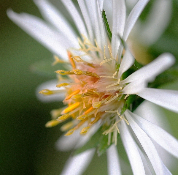 Aster pilosus