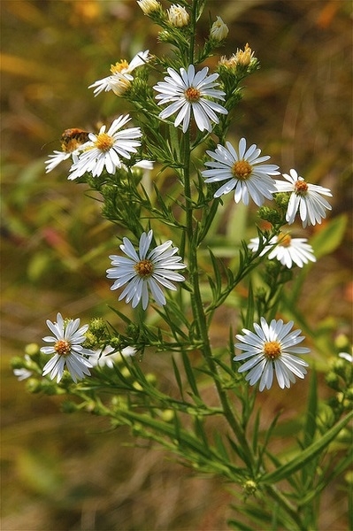 Flowers and Leaves