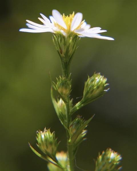 Flower Buds