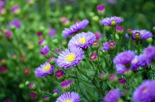 Symphyotrichum novi-belgii
