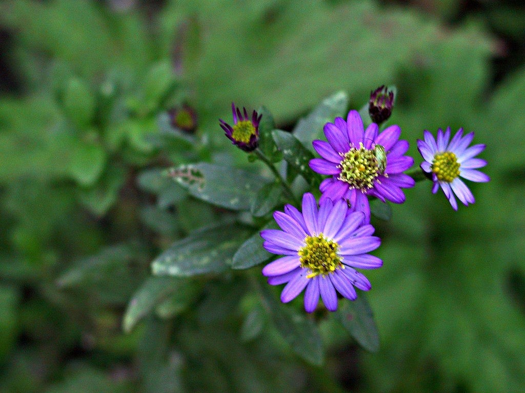Flower of A. ageratoides of eastern Asia
