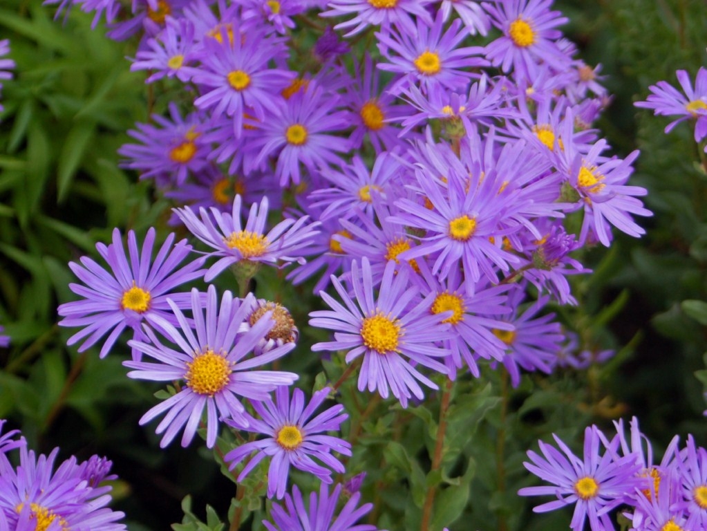 Flowers of A. amellus native to European mountains