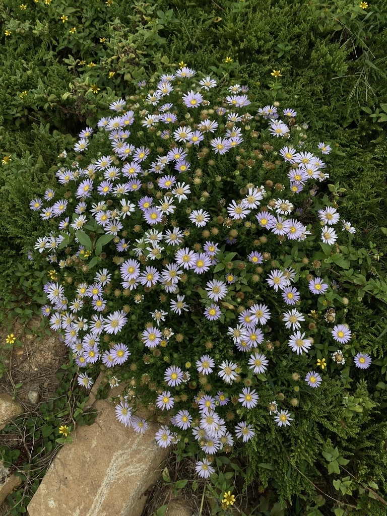 White daisy-like heads of flowers.