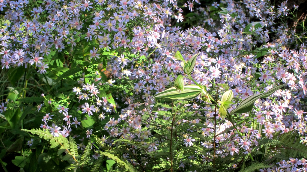 Symphyotrichum cordifolium