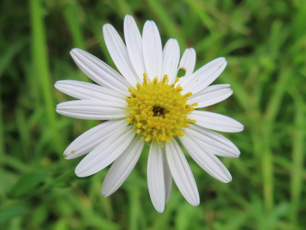 White ray petals surrounding yellow disc flowers