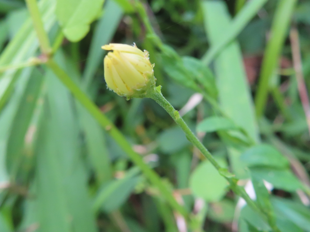 Unopened flower bud