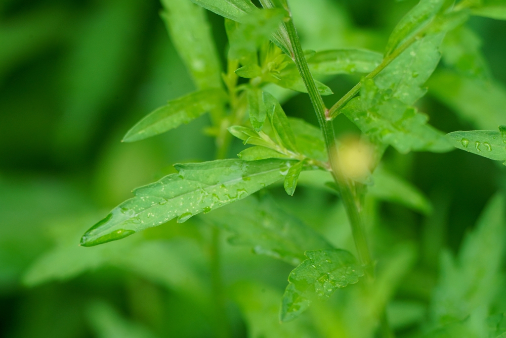 Alternate green leaves along a stem