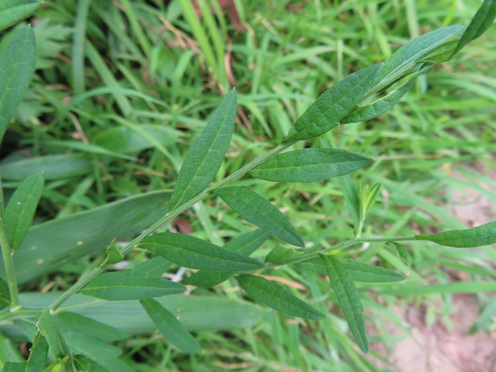 Green leaves along a stem