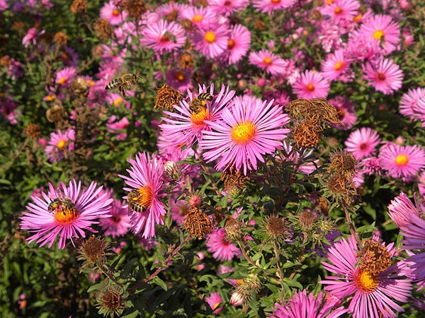 Composite pink flowers with a bee visiting