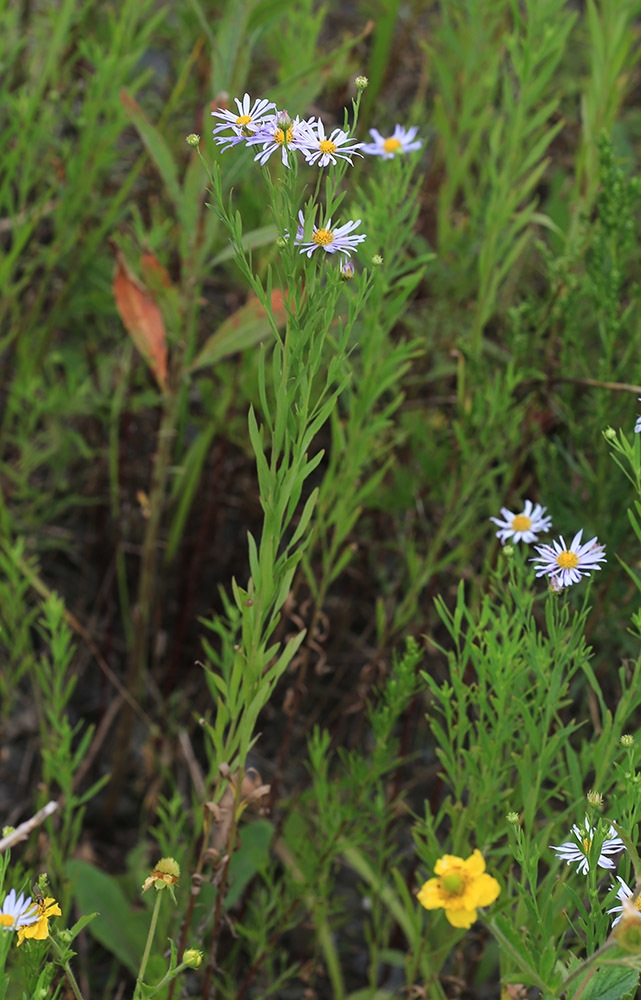 Form in bloom
