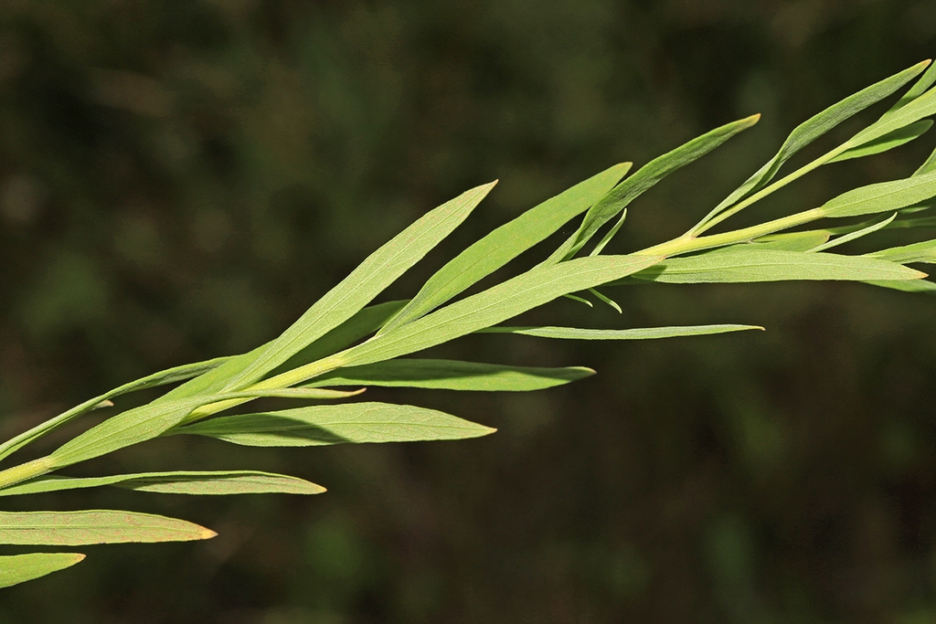 Narrow green leaves on a stem