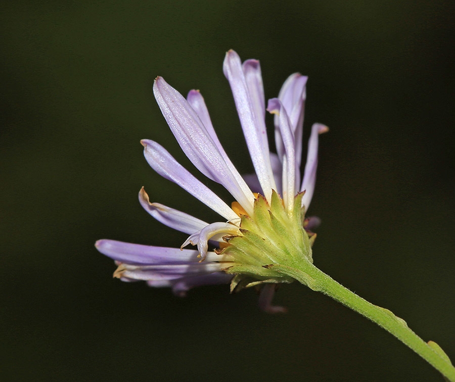 Side view of flower