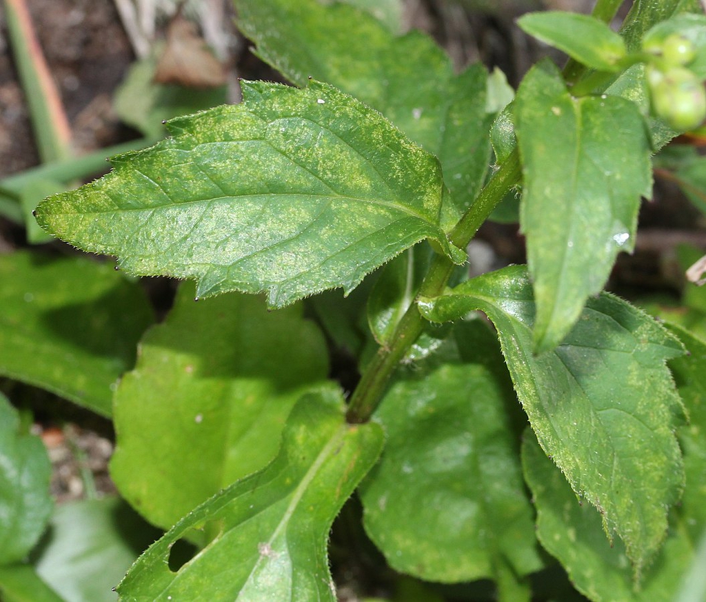 Aster spp.