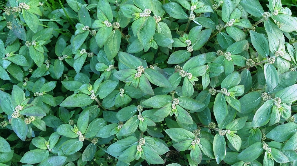 Leaves