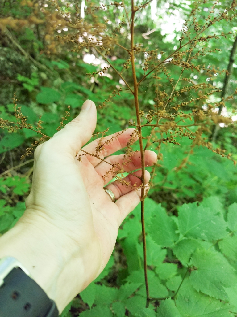 Fruit