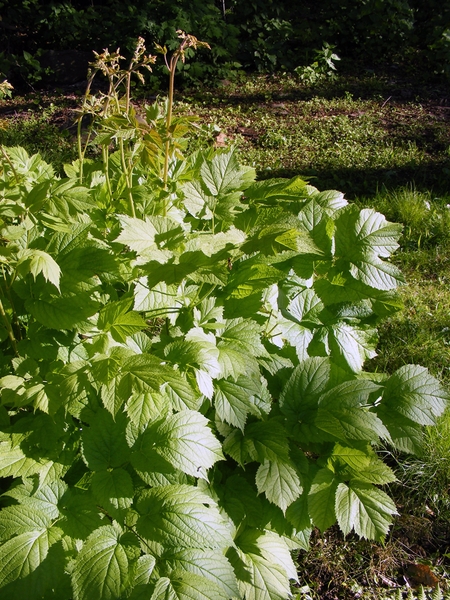 Astilbe biternata