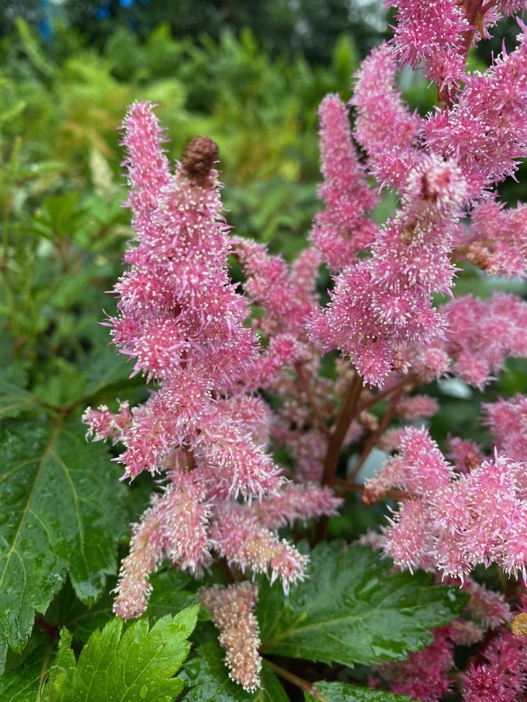 Flower - Late Spring - Cumberland Co., NC
