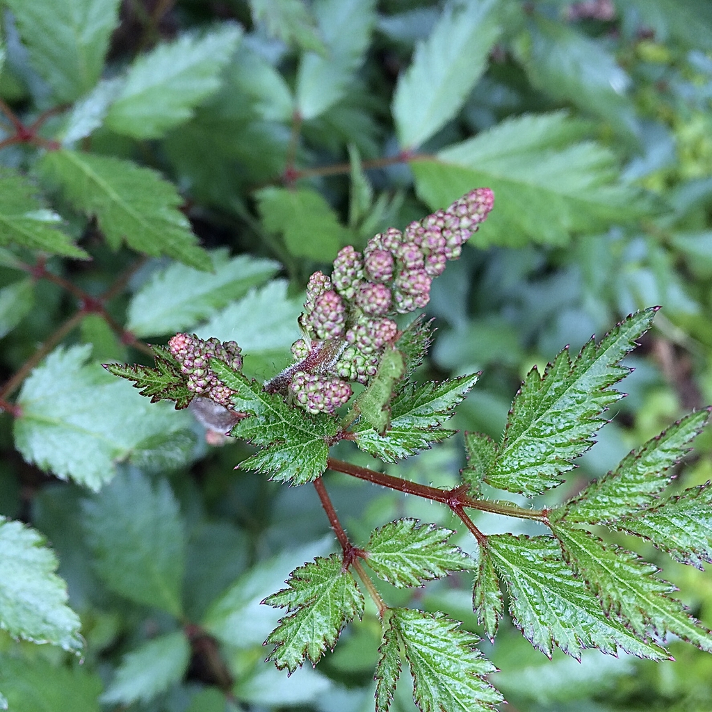 Astilbe japonica