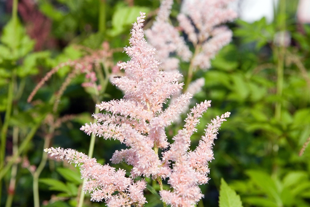 'Peach Blossom' flower clusters