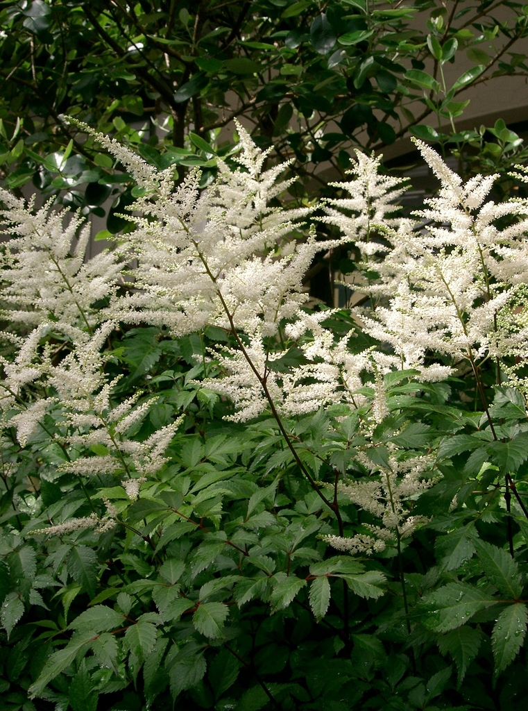 Form of plant in bloom with white flowers clusters