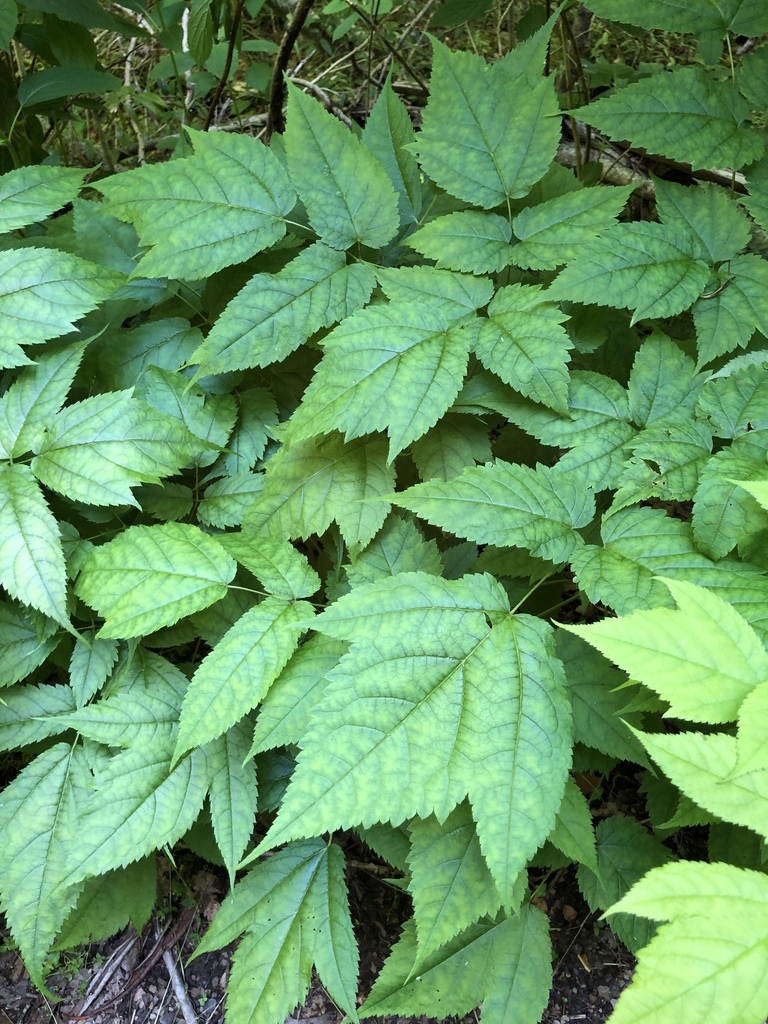 Leaves