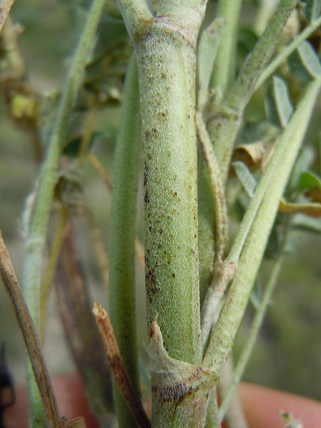 stem