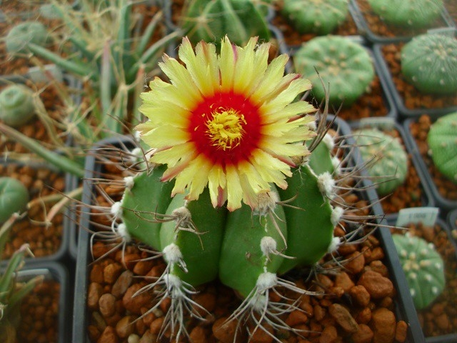 Globose cactus with ribbed body & large yellow flower.