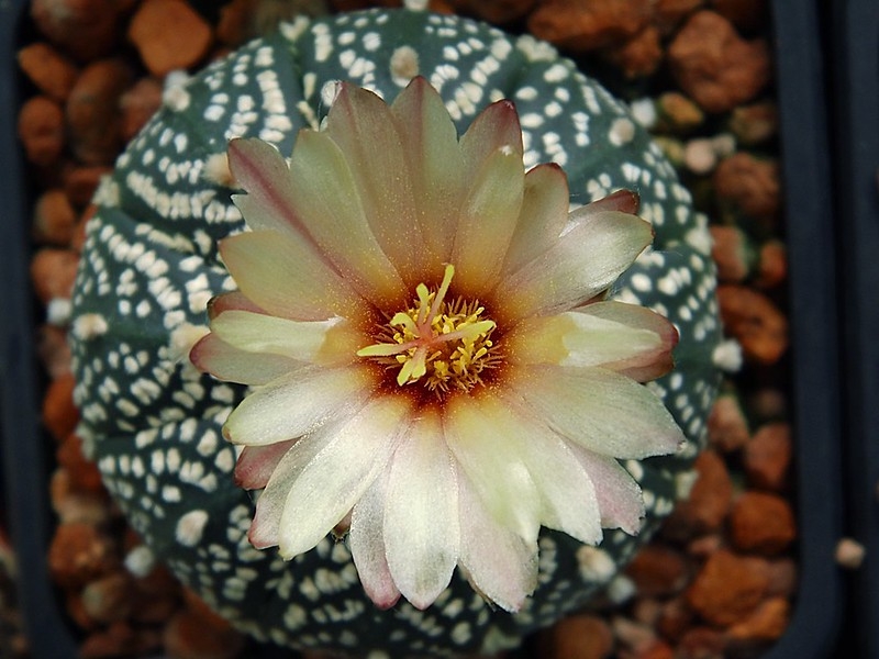 small cactus with a globose, speckled body & large white flower.