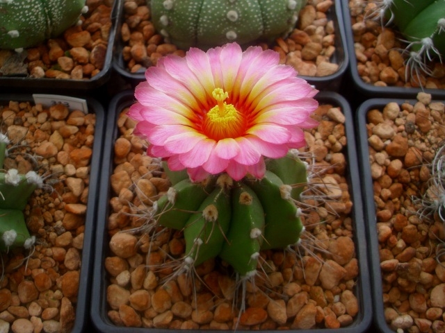Globose cactus with ribbed body & large pink flower.