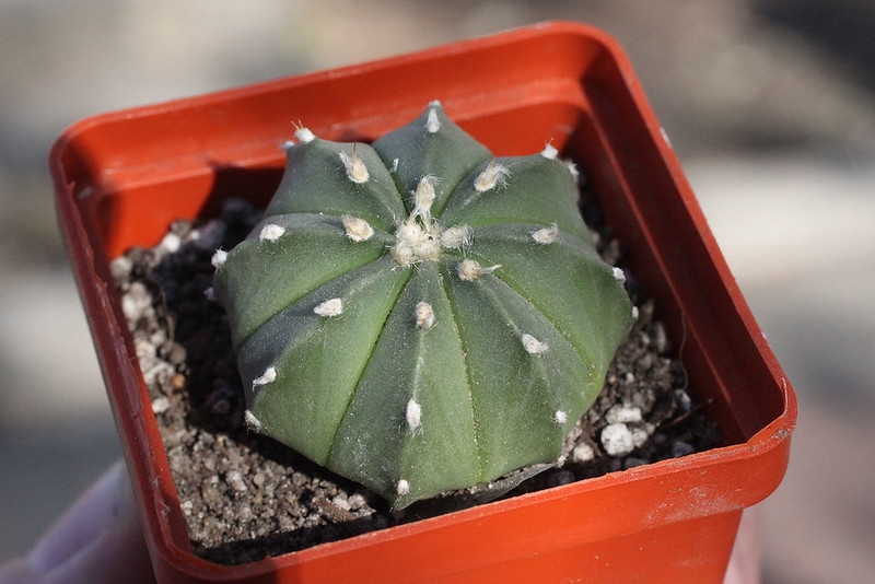 potted cactus with ribbed body & white spineless areoles.