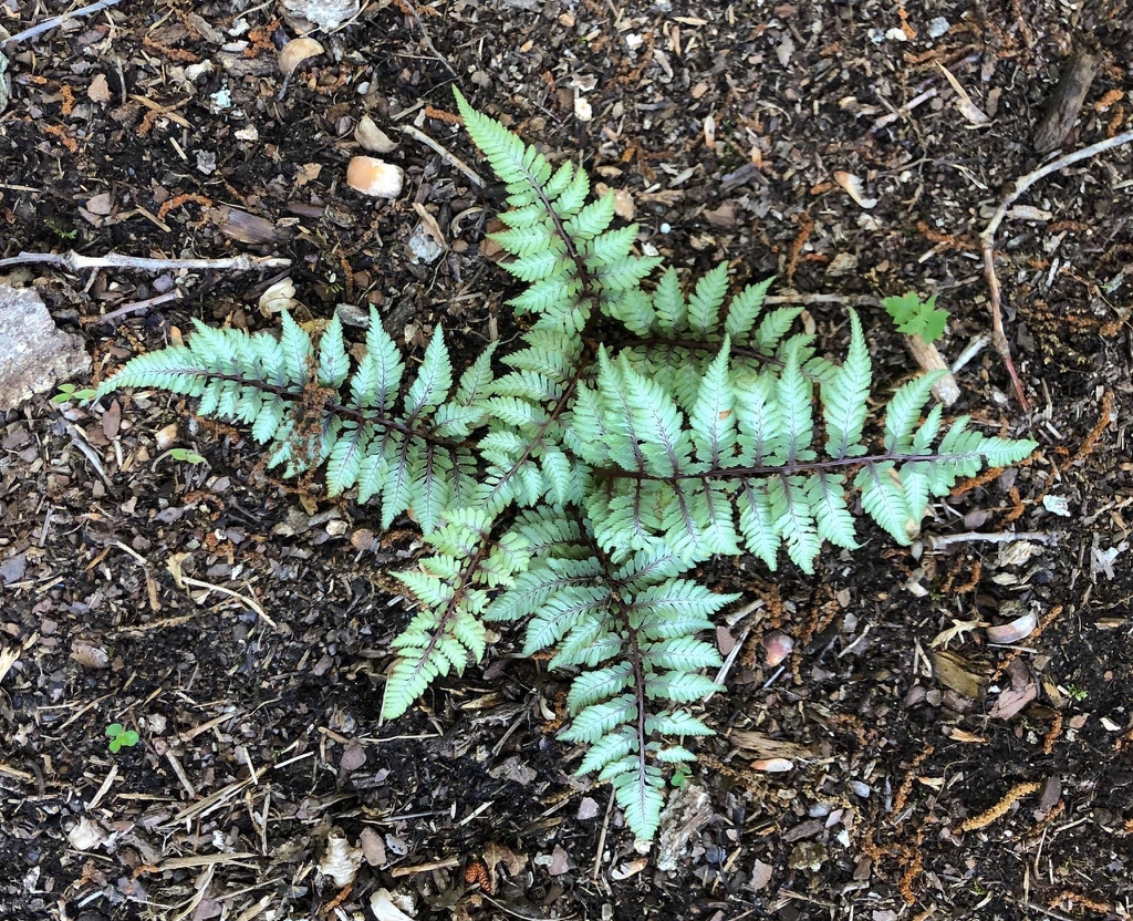 Athyrium niponicum var. pictum