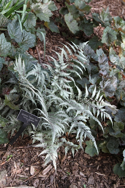 Fronds