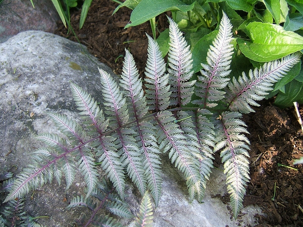 Athyrium nipponicum 'Pictum'
