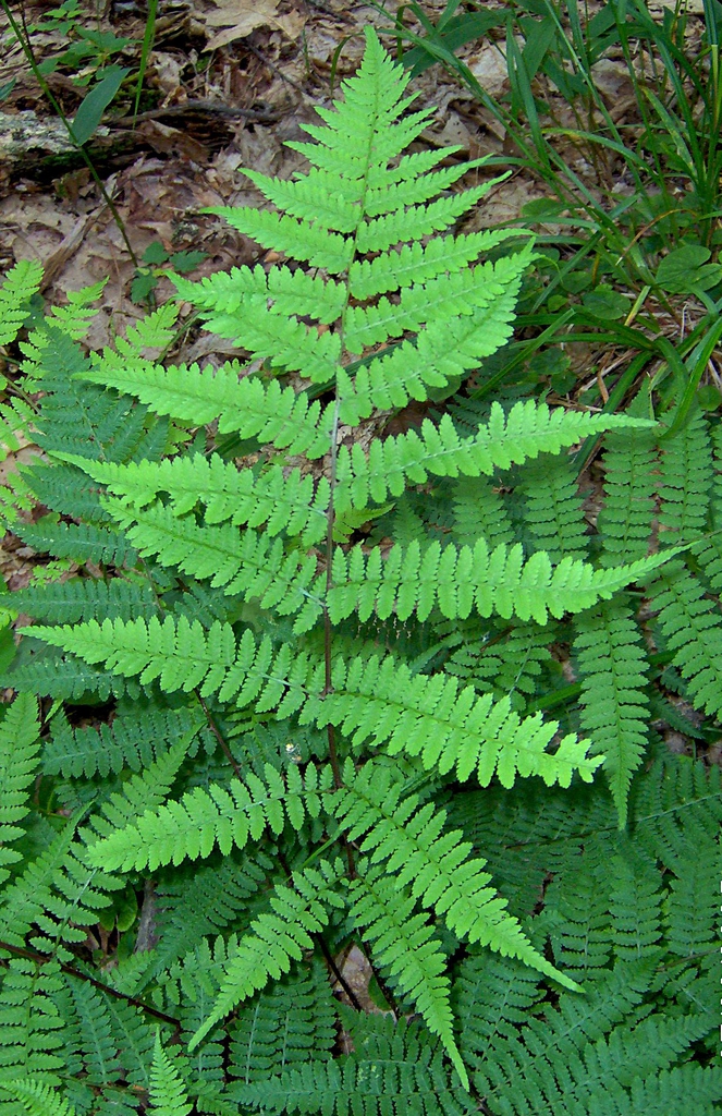 Frond