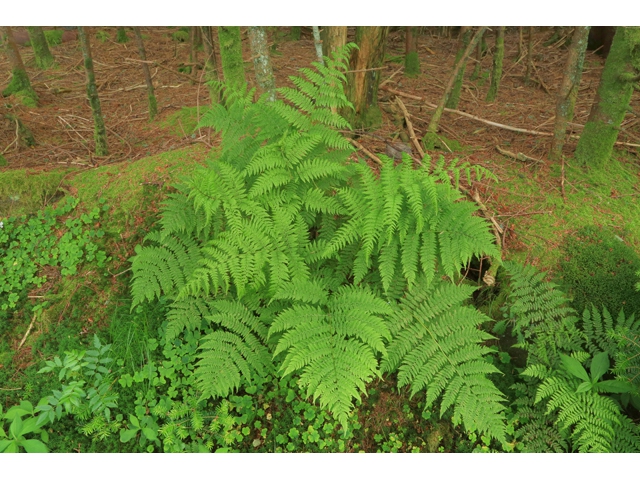 Form