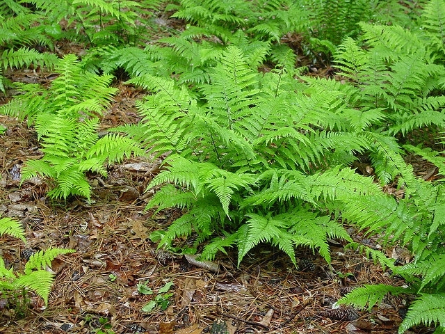 Delicate feathery fronds of Athyrium filix-femina