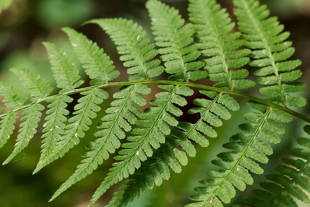 V-shaped groove in stipe of Athyrium filix-femina