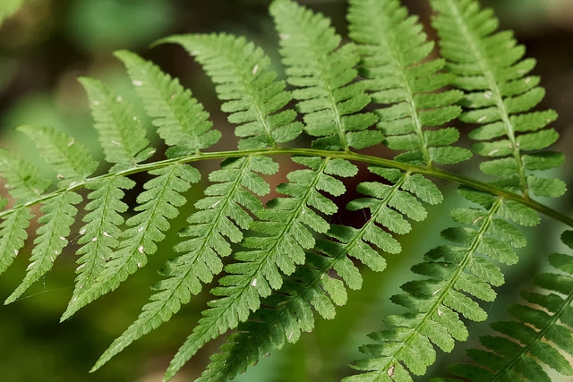 Frond