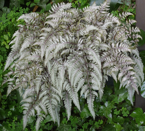 Athyrium nipponicum 'Pictum'