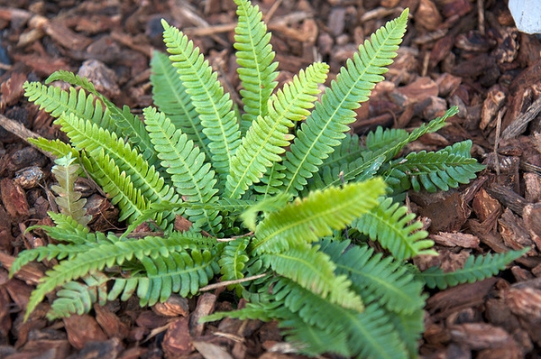 Blechnum spicant