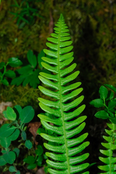 Blechnum spicant