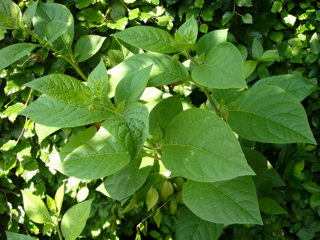 leaves