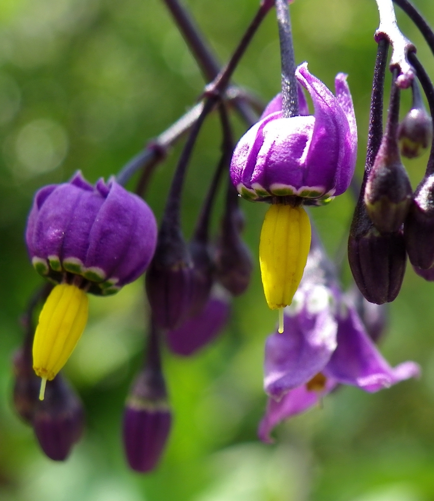 Purple flowers hang downward.