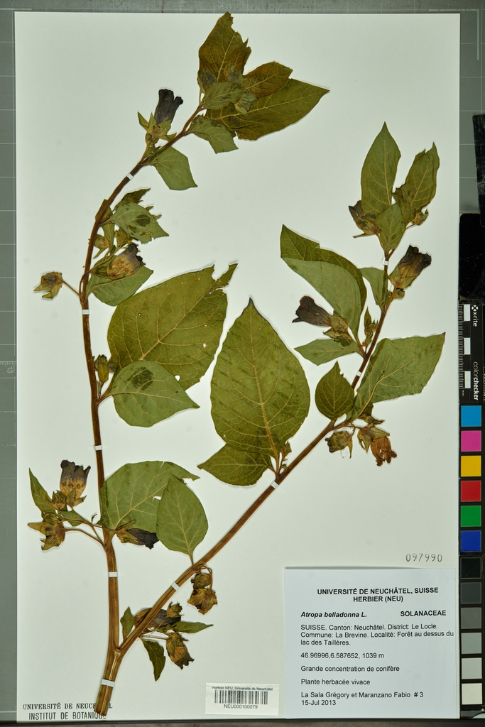 leaves