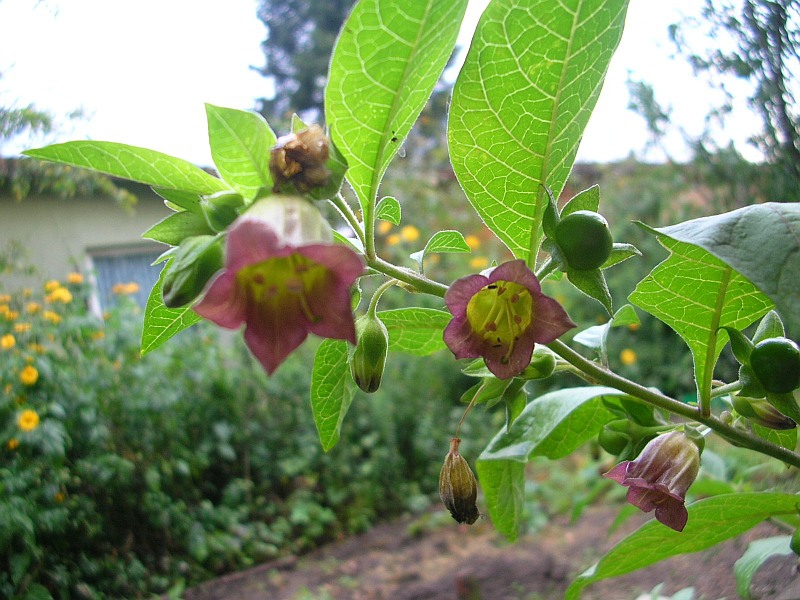 Flowers