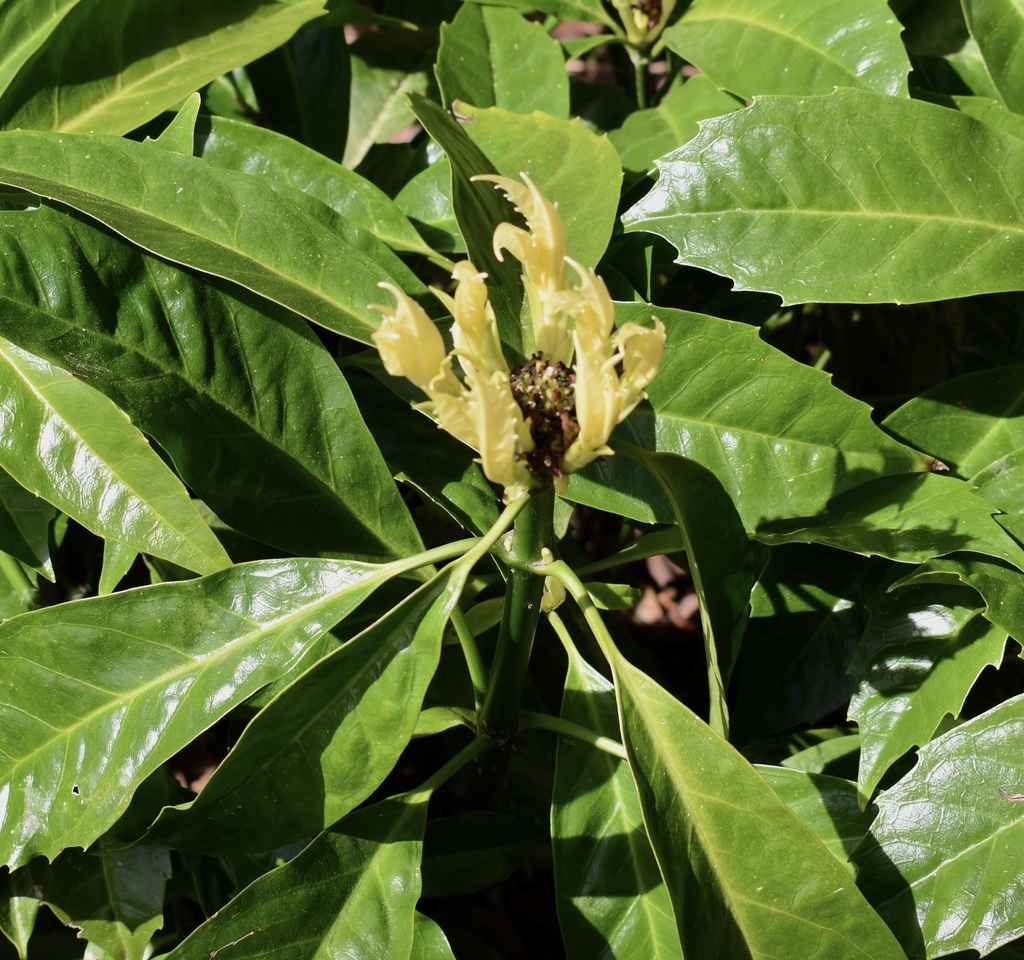 Green shoots with new emerging leaves completely yellow.