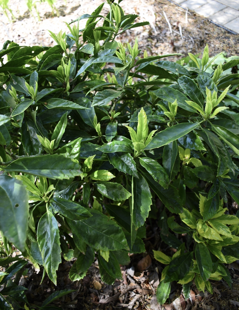 Shrub with yellow marginal variegation on new growth