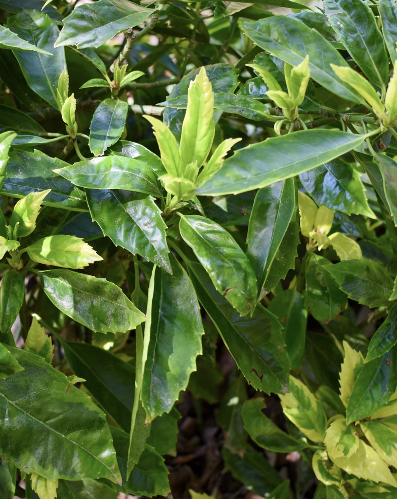 yellow new emerging leaves with serrated edges