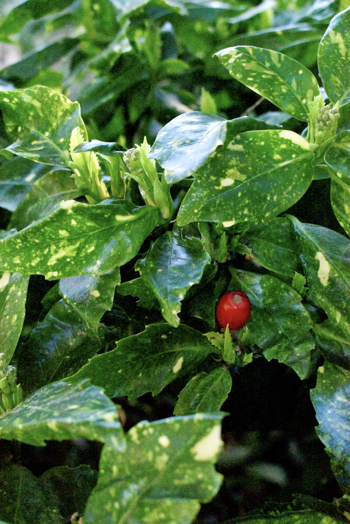 Yellow speckled elliptical leaf with serrate margin & red fruit