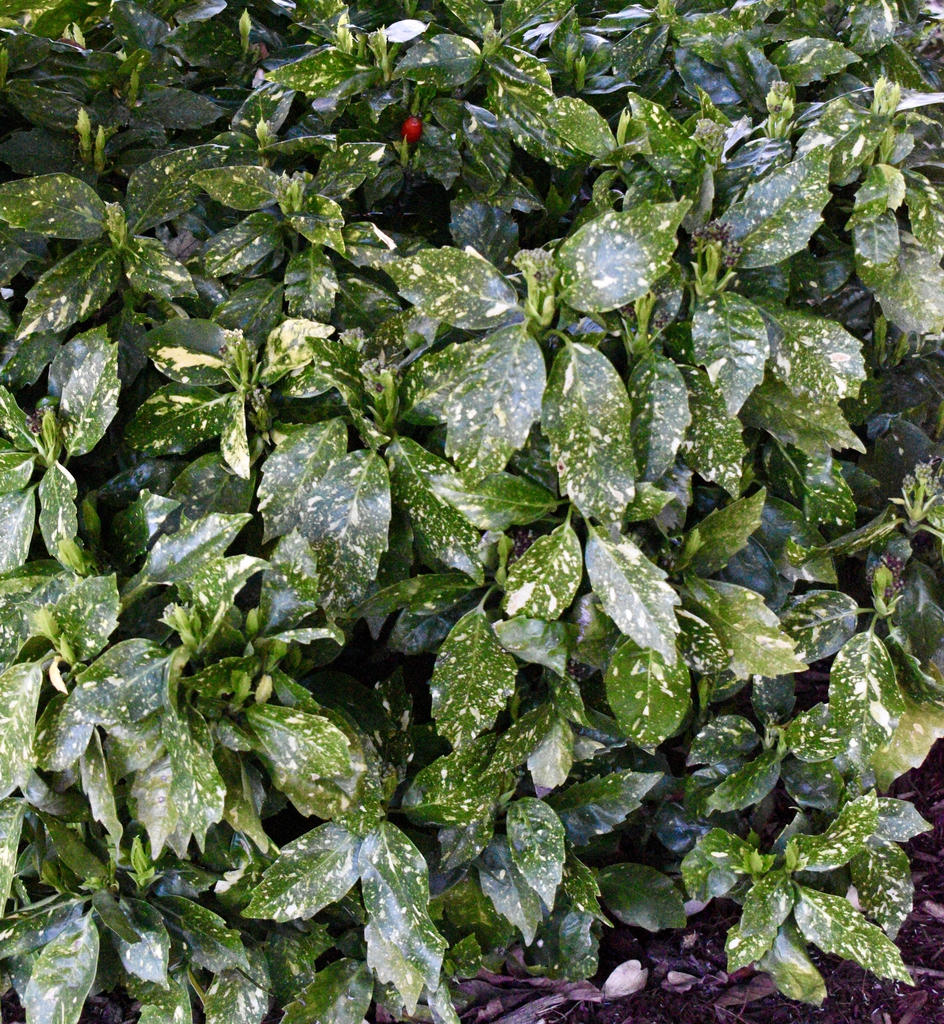 Yellow speckled elliptical leaf with serrate margin